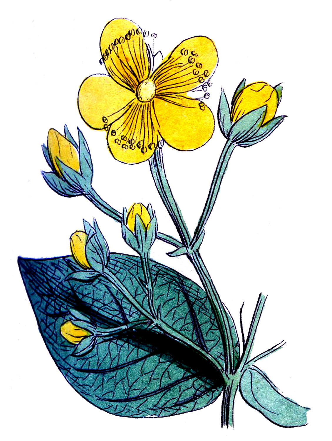 botanical-yel-Vintage-GraphicsFairy1